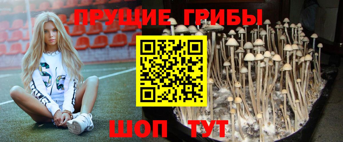 Галлюциногенные грибы Psilocybine cubensis Маркс